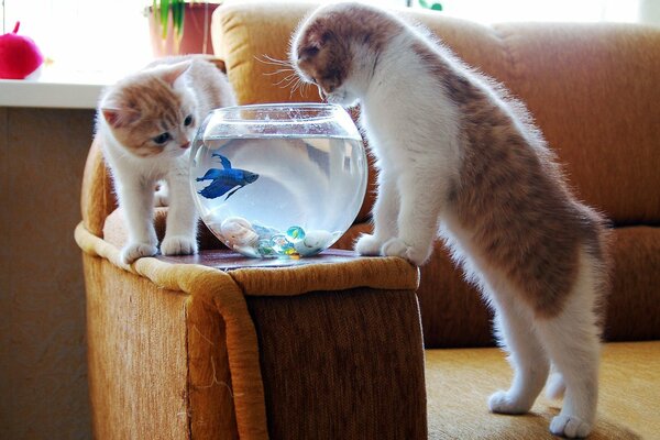 Curious red kittens look at a blue fish in an aquarium