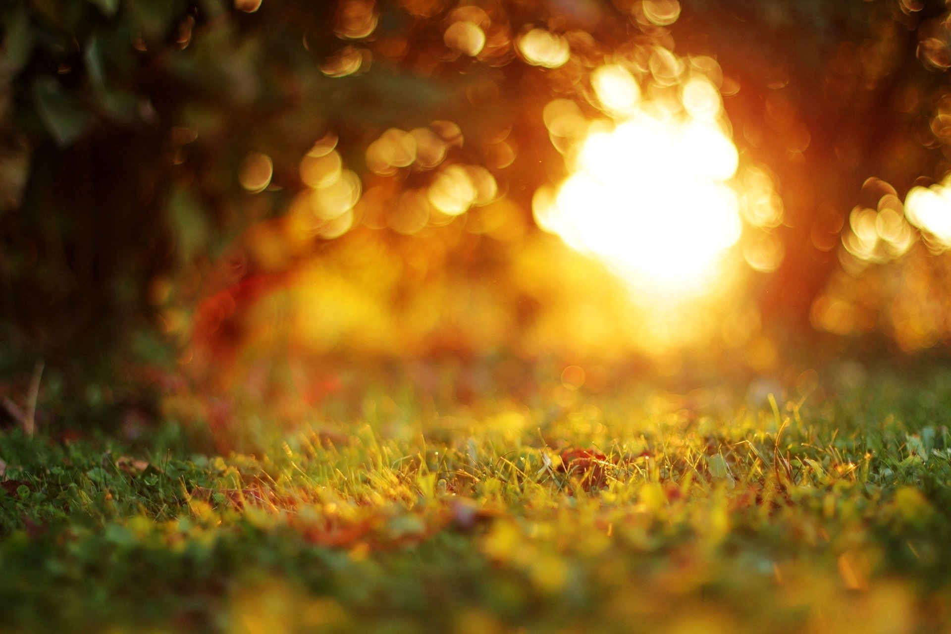 hierba bokeh hojas puesta de sol árboles tarde desenfoque