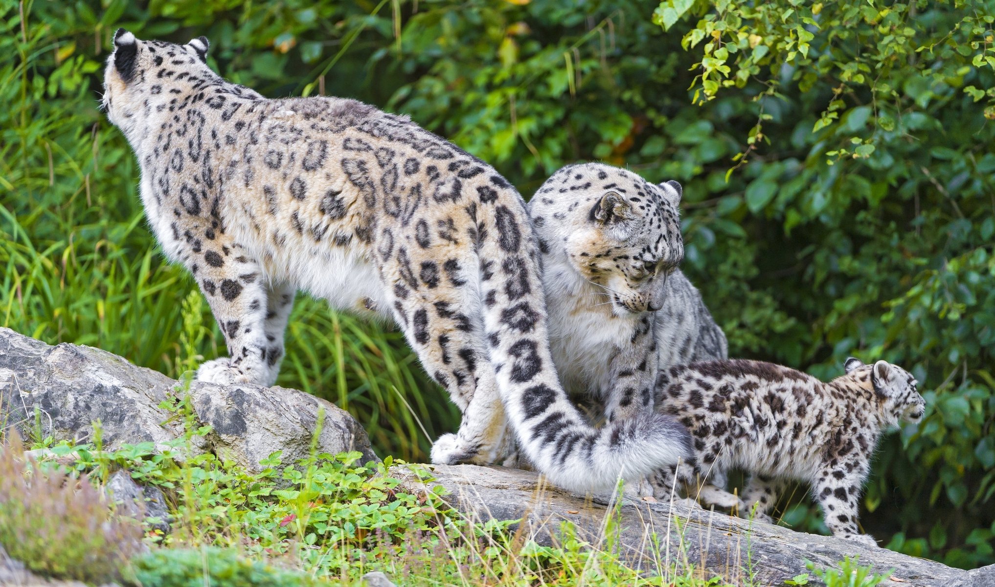 léopard des neiges irbis famille