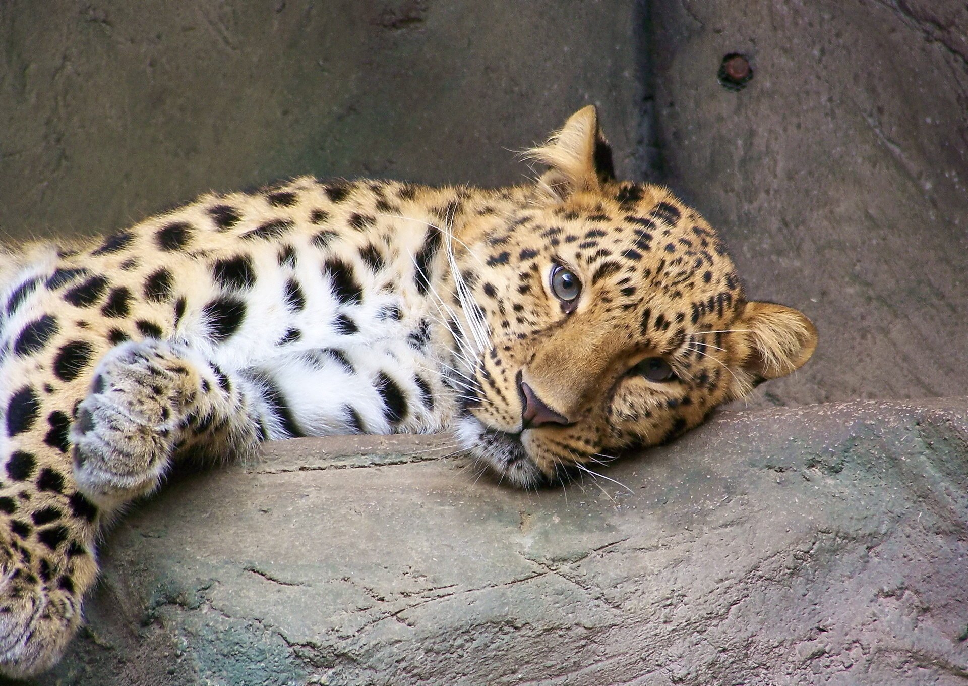 leopard rekreacja dalekowschodni widok