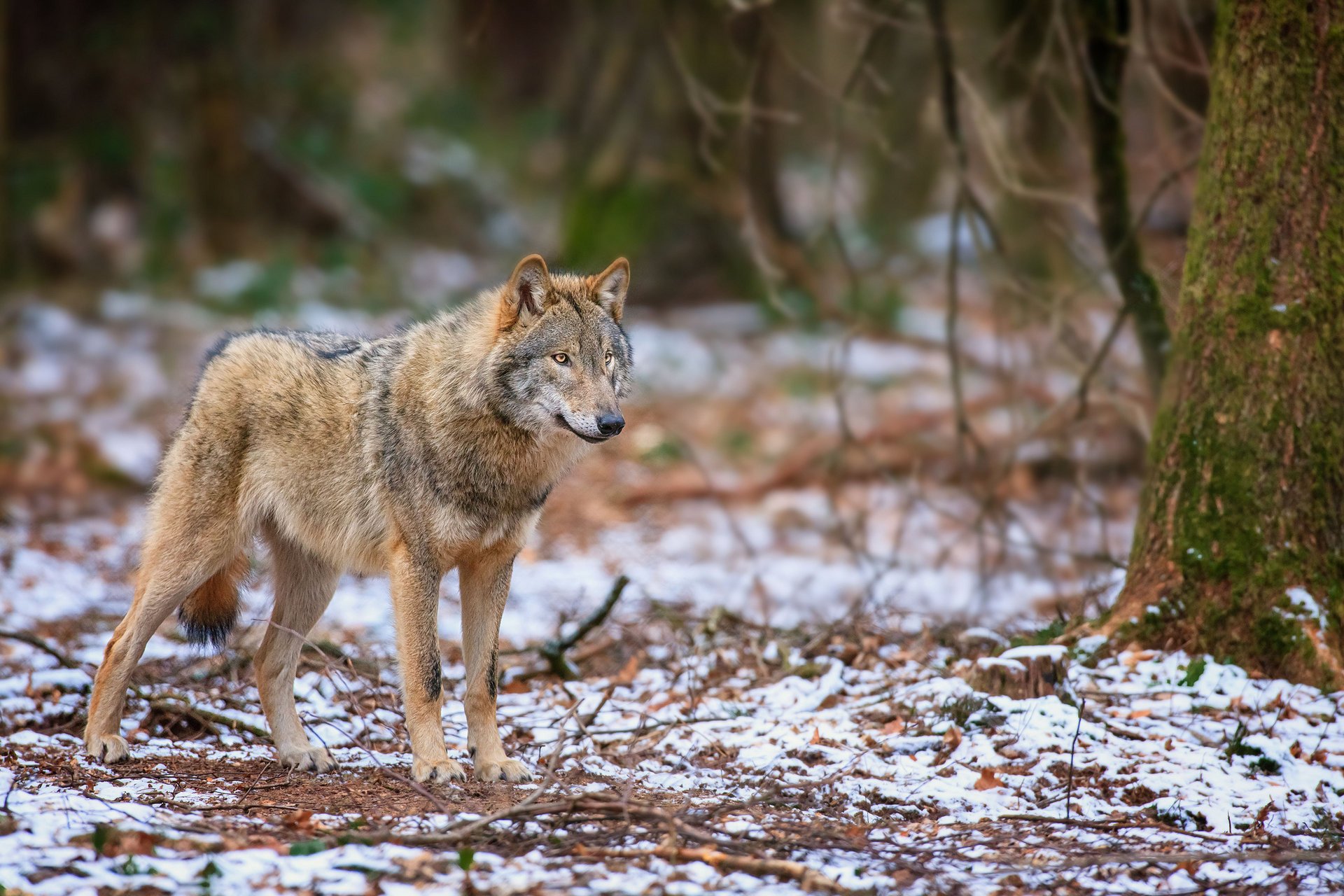 bosque otoño mirando de pie lobo depredador nieve