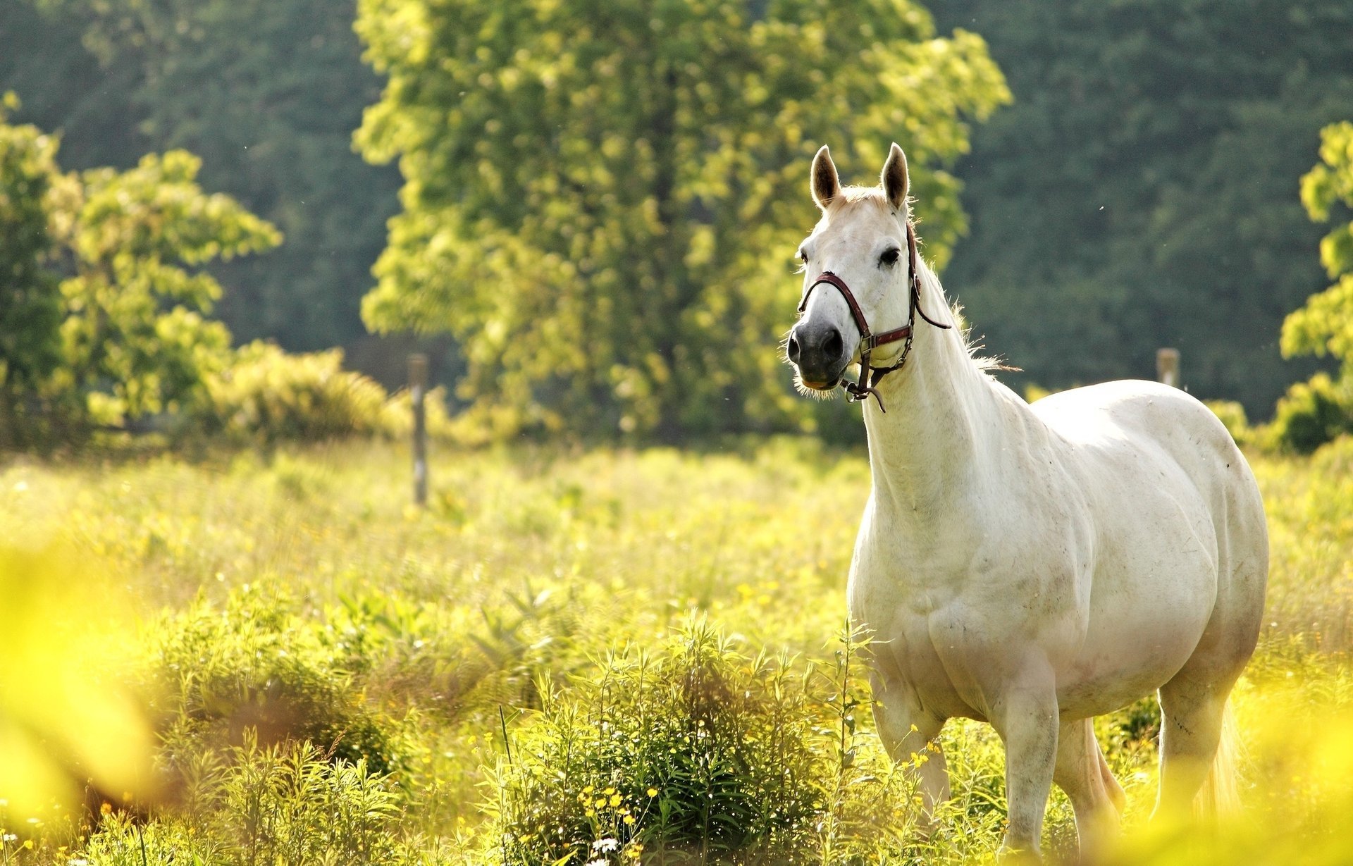 horse meadow horse