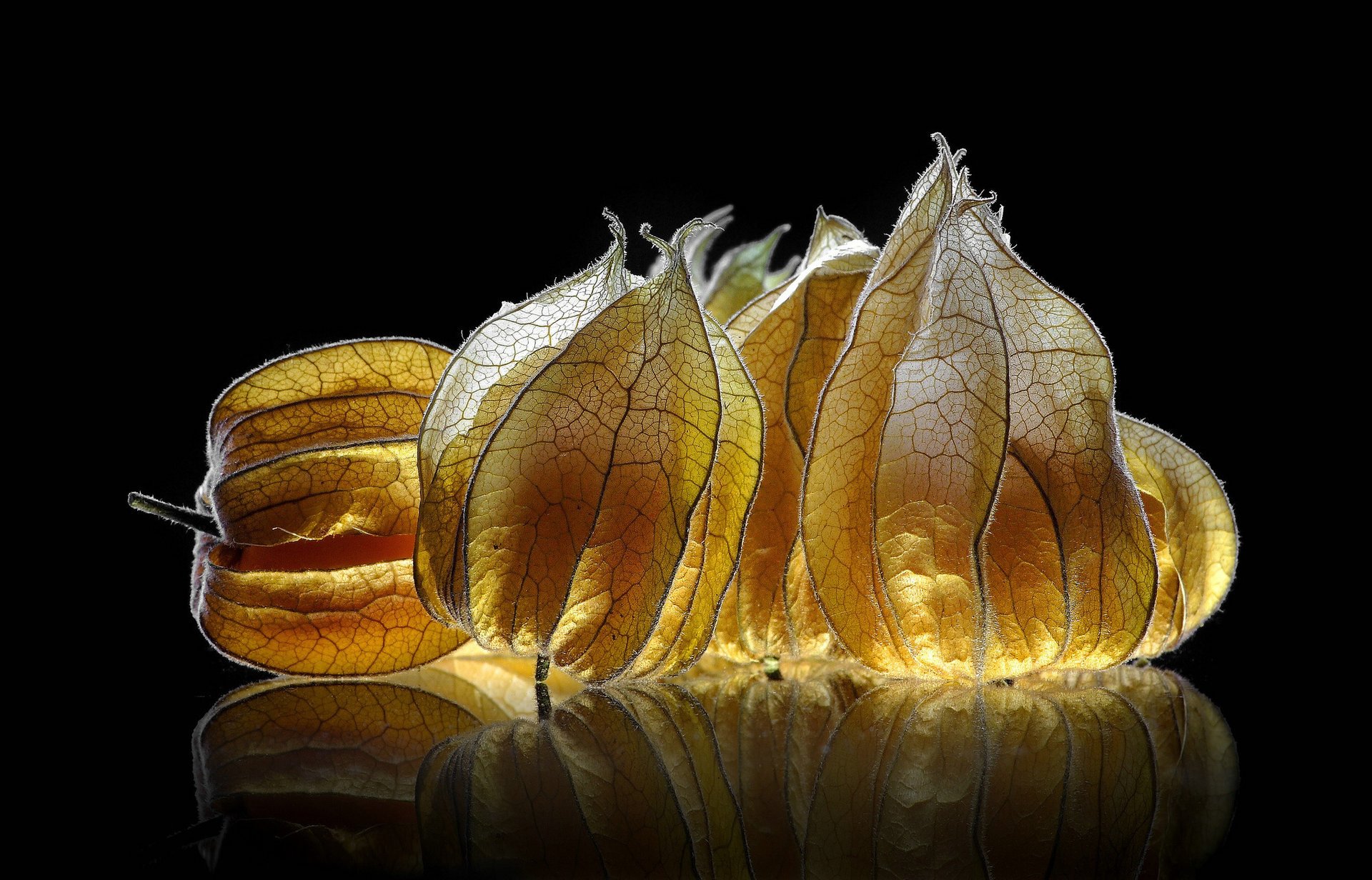 physalis fruits fond noir réflexion éclairage