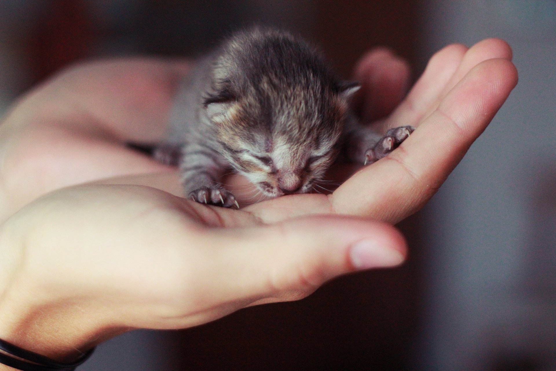 pequeño gatito ciego mano