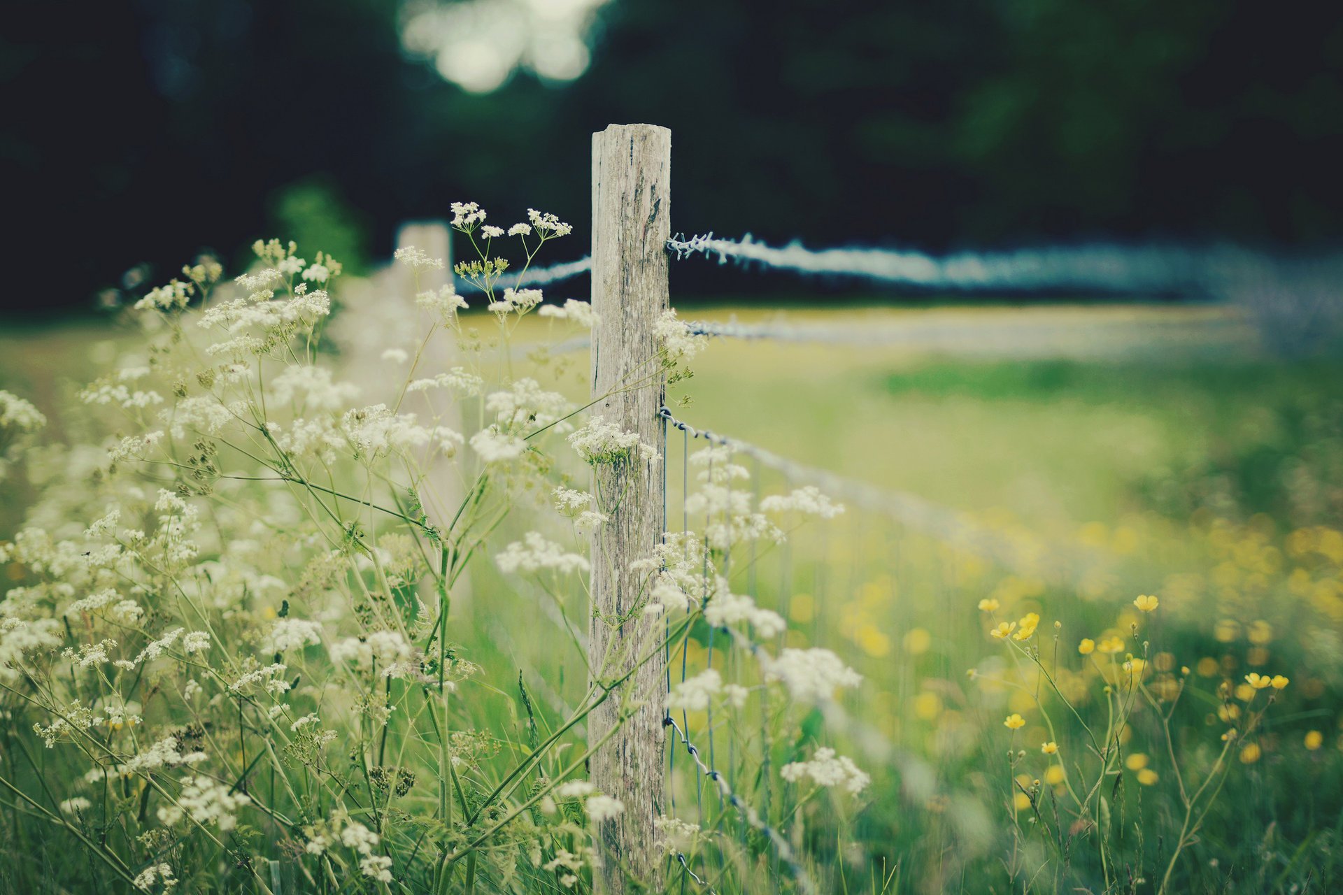 makro blumen zaun zaun zaun flowers blumen