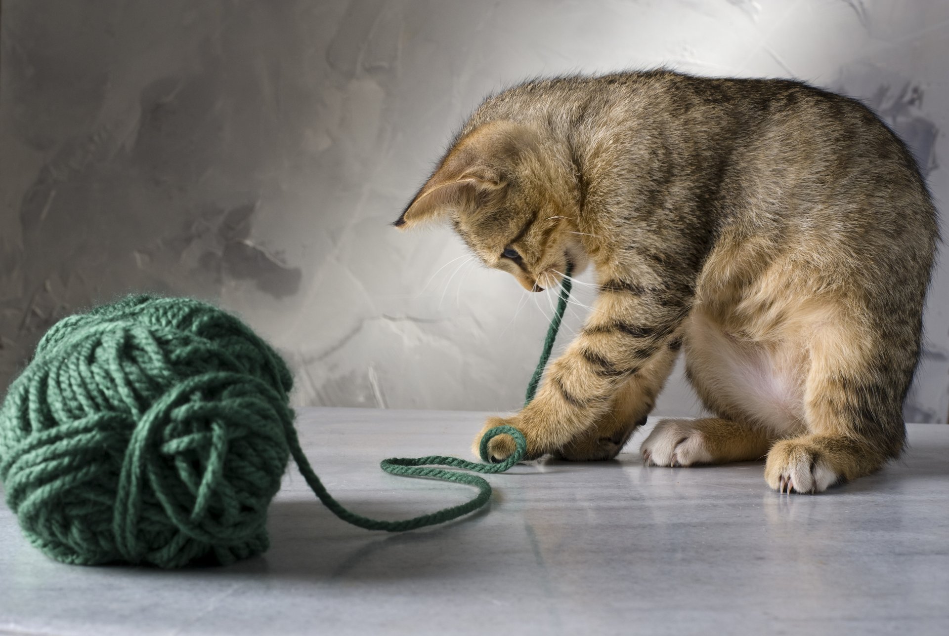 katze gestreift spielen katze faden grün kätzchen