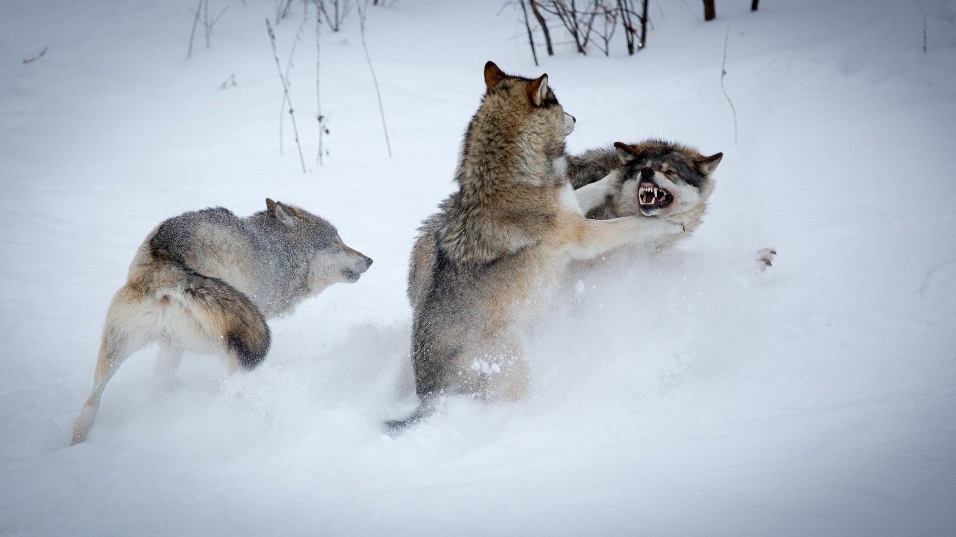 hiver loups neige lutte