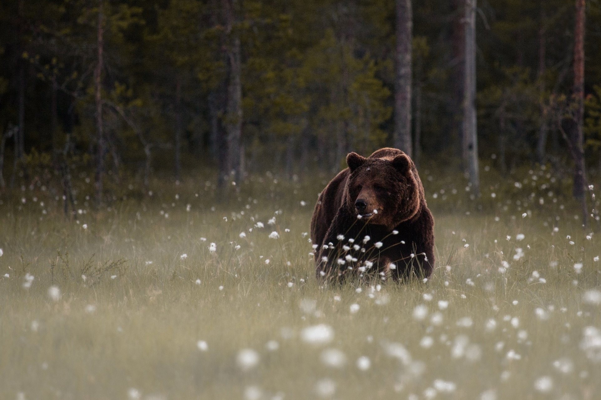 forest flowers bear brown glade