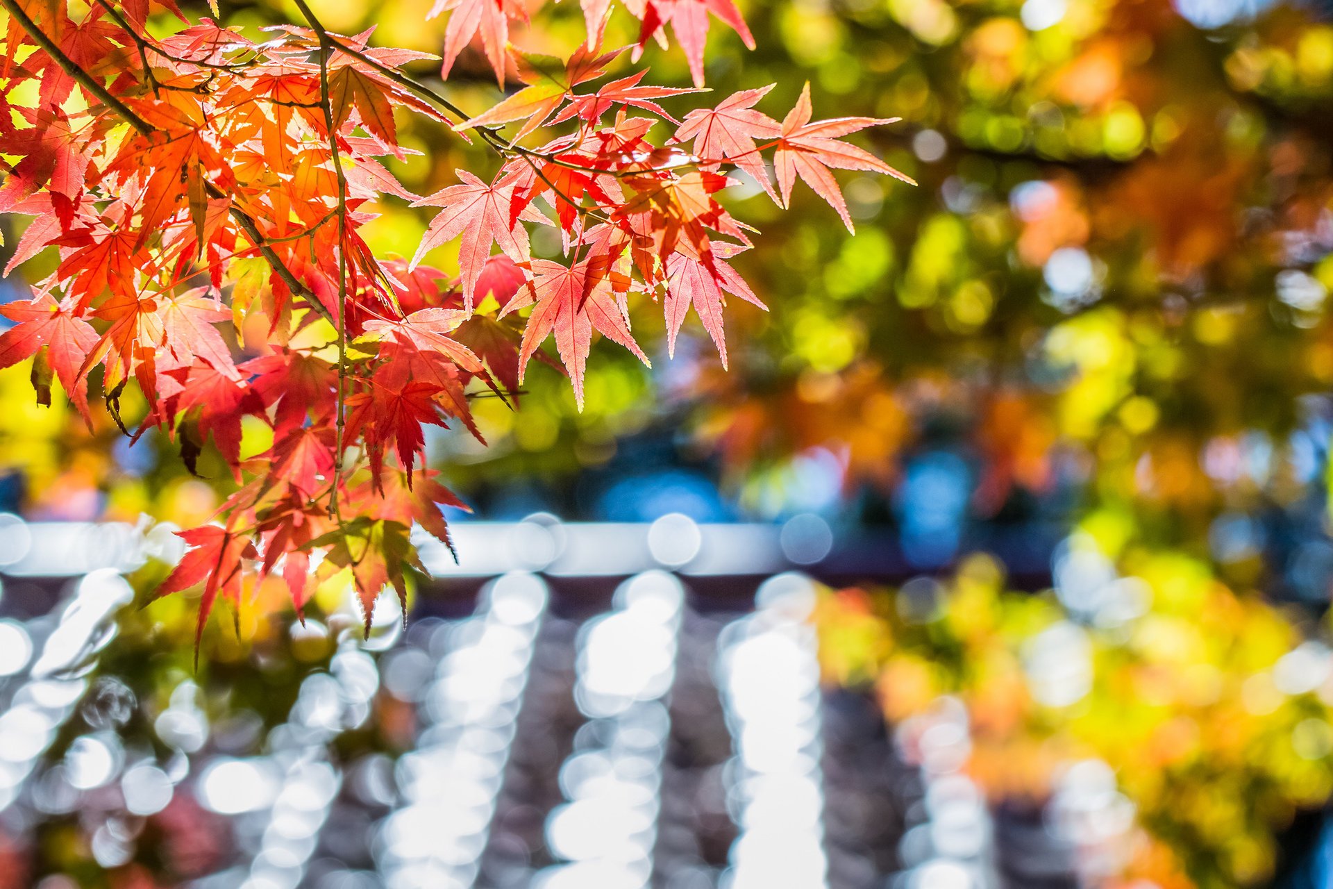 acero foglie autunno luci rosso albero macro