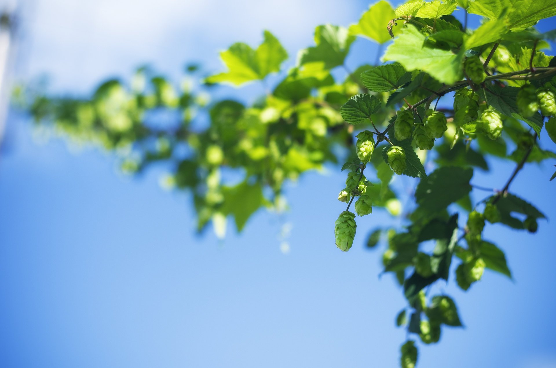 makro grün blättchen blätter zapfen blatt himmel