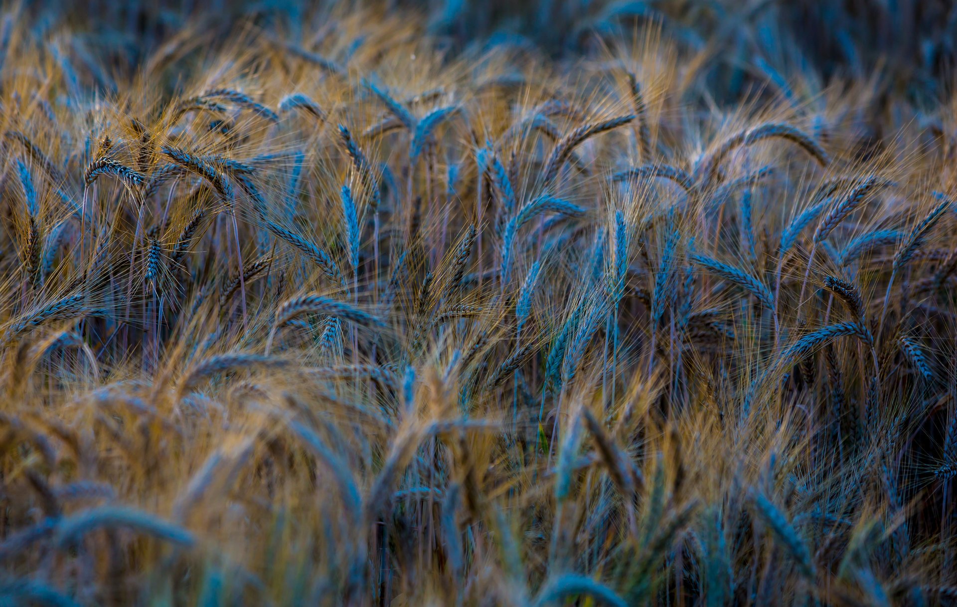 gros plan épis blé épillets seigle champ nature