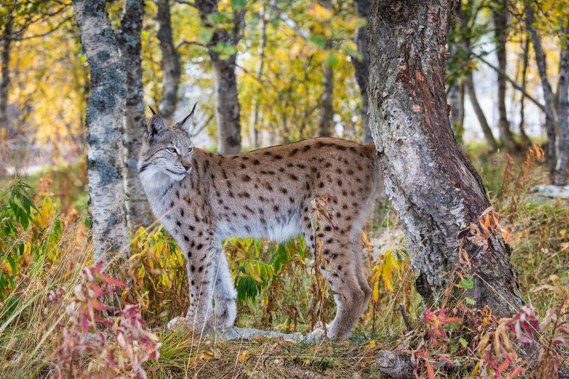 foresta autunno predatore lince