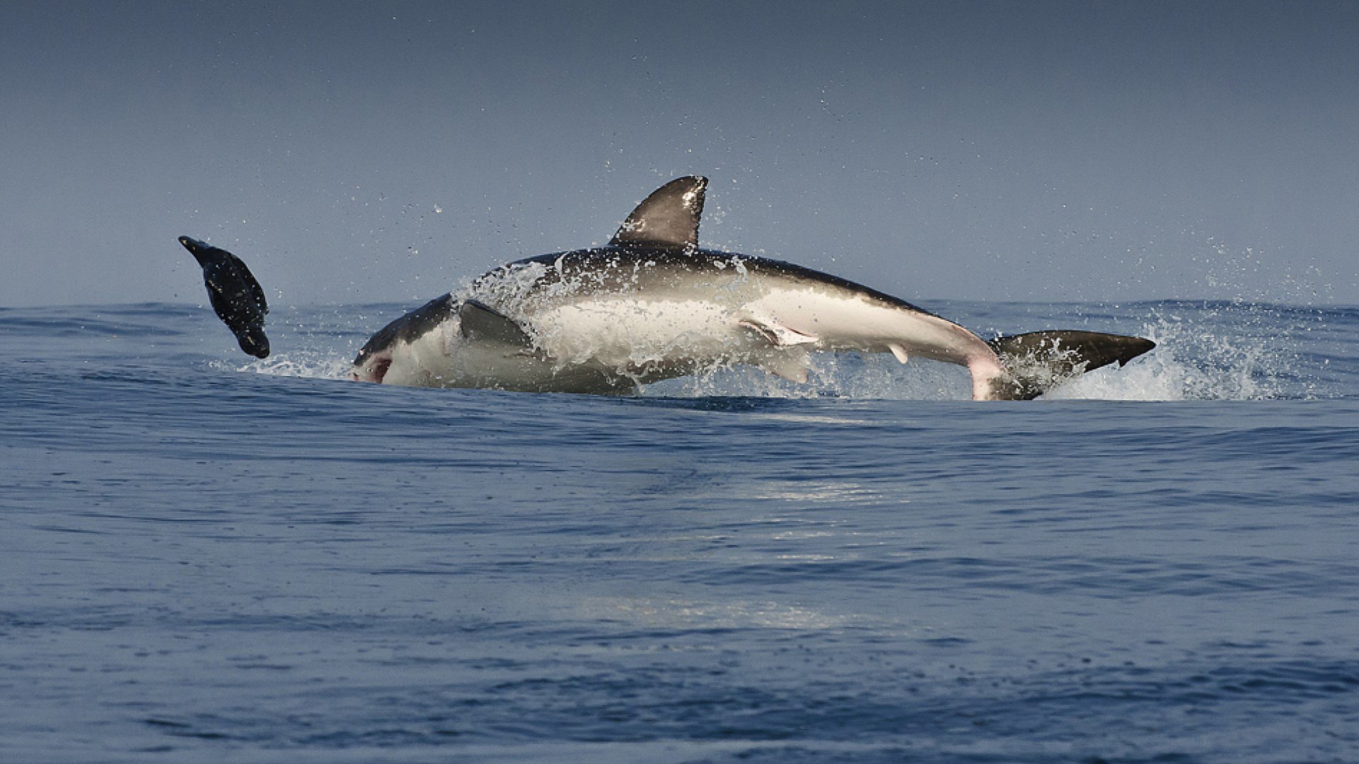 biały ofiara pościg drapieżnik rekin ocean rozpryski