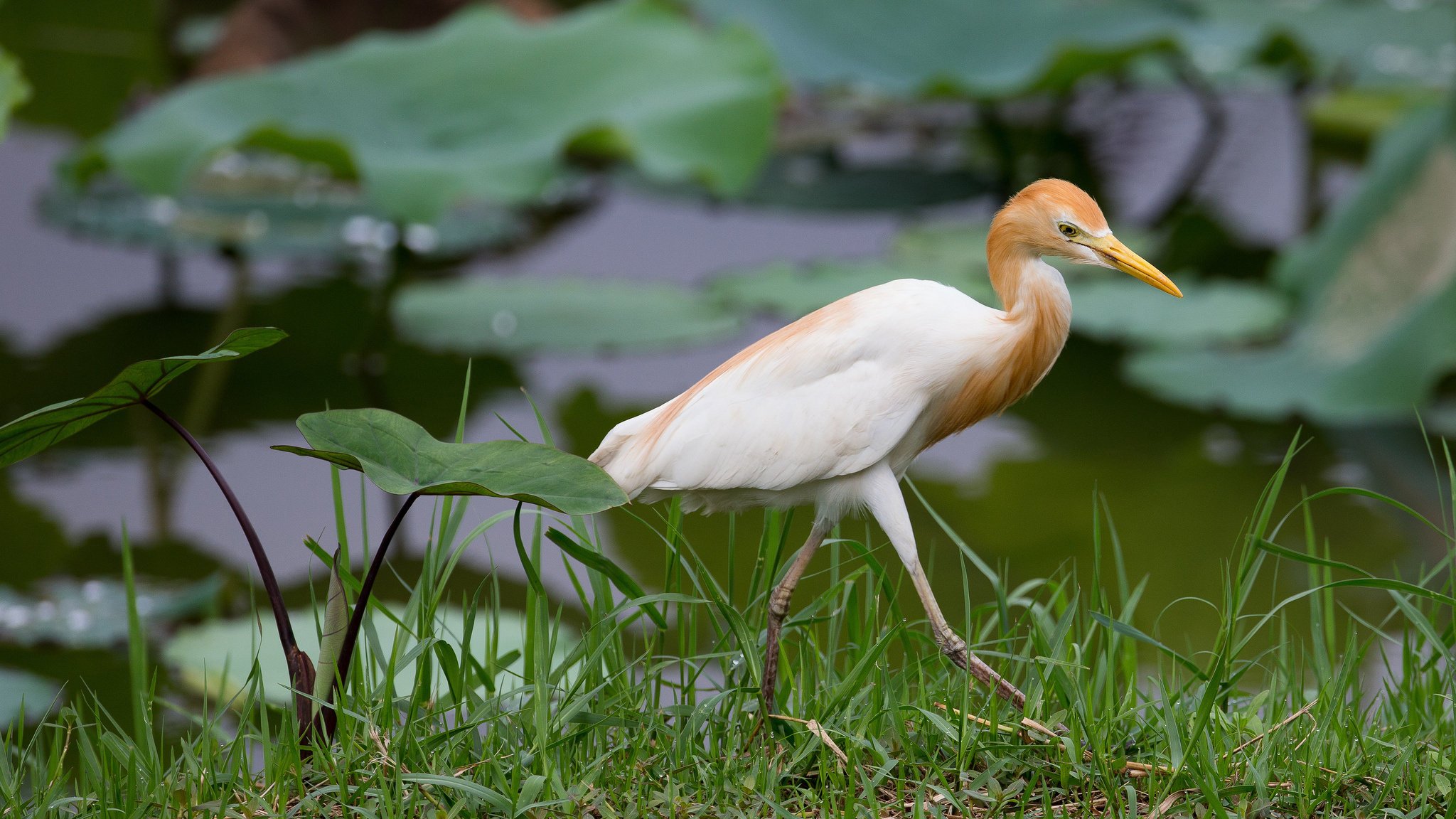 ibis egipski trawa czapla liście ptak