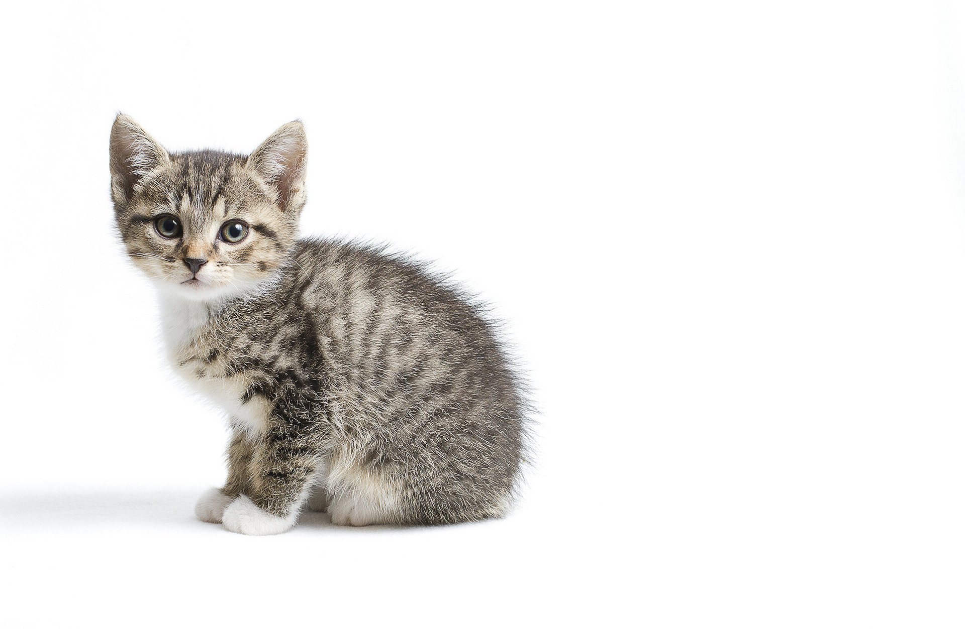 chaton gris fond blanc enfant