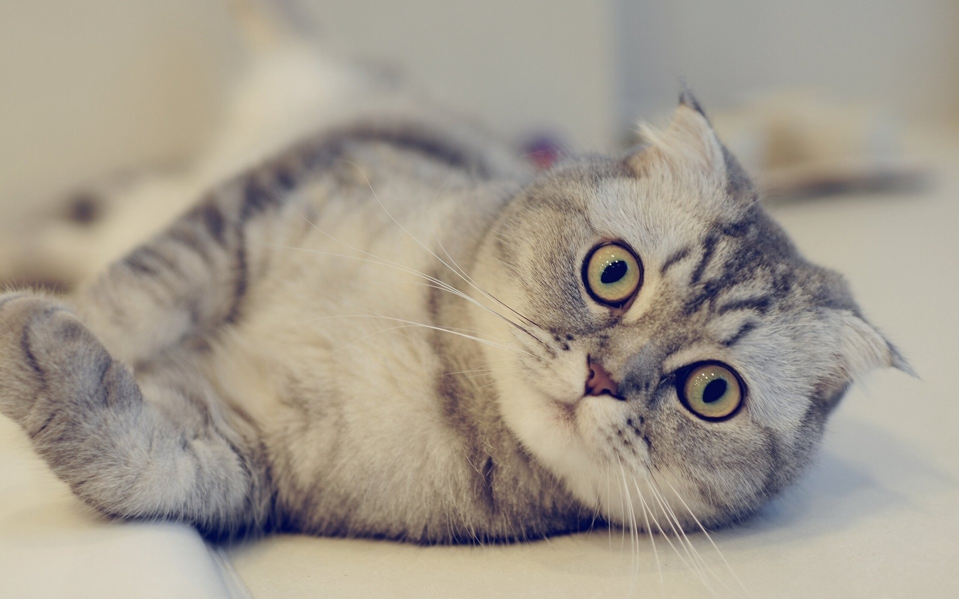 scottish fold scottish fold look