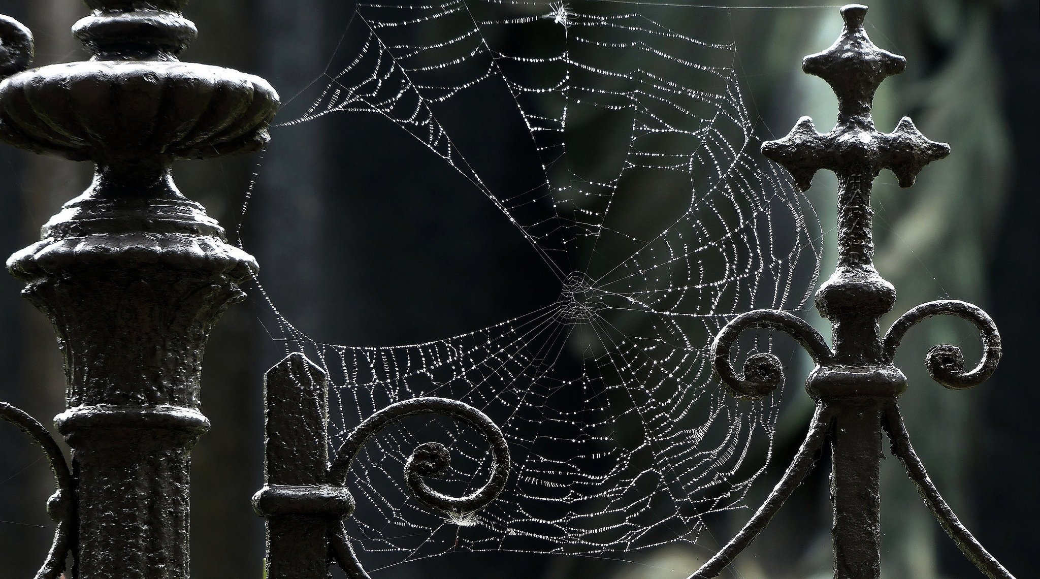 telaraña macro hierro negro gotas cerca