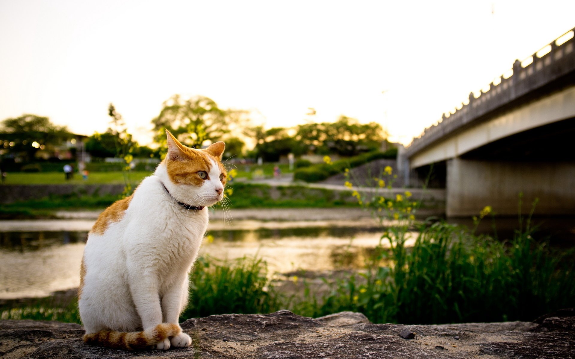 gato río puente