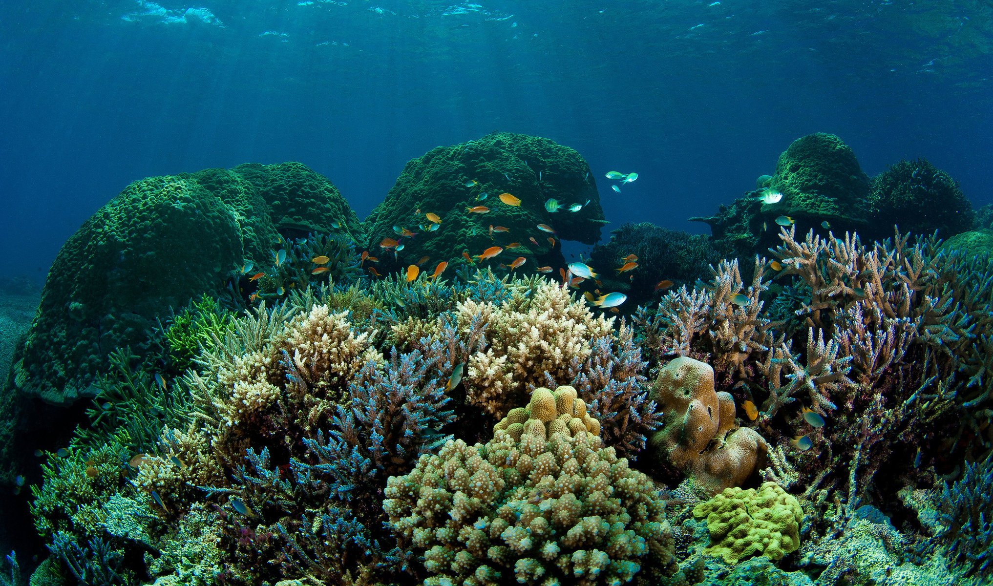 mer coraux poissons fond