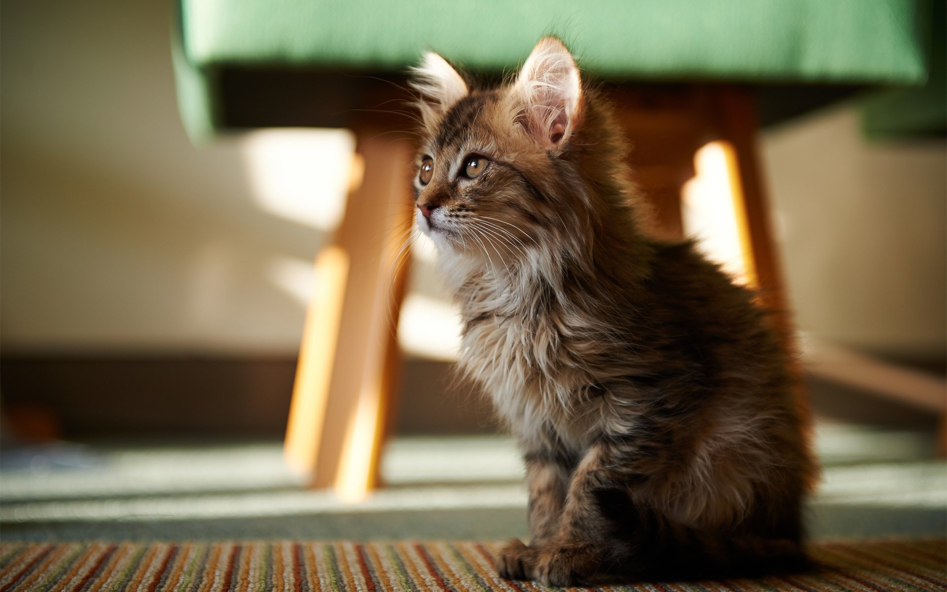 katze flauschig katze zimmer