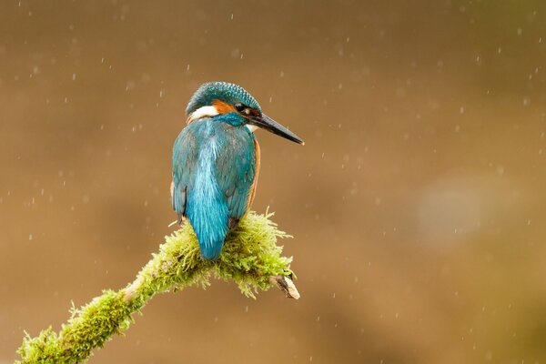 An emerald kingfisher sits on a green branch