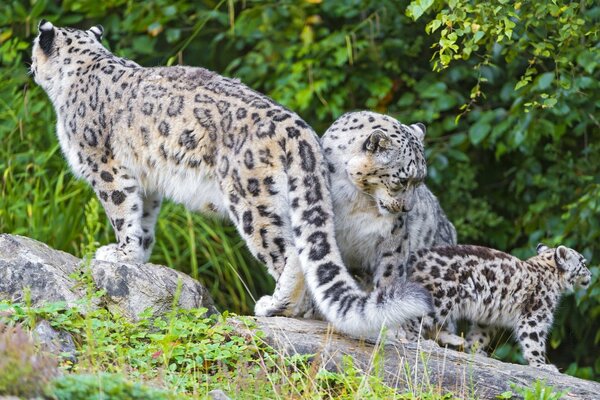 Familie von Schneeleoparden auf einem Hintergrund von grünen Blättern