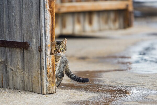 Le chat regarde prudemment derrière la porte