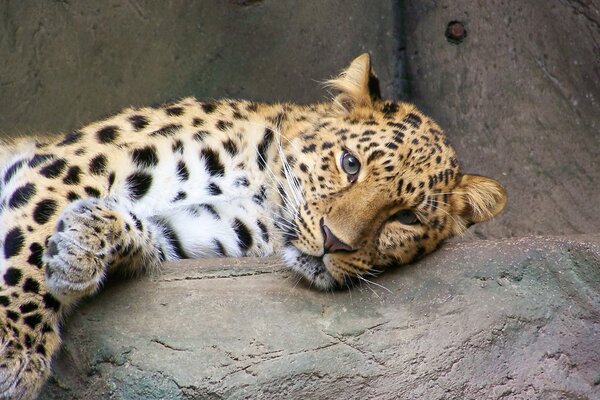 Fauler Leopard ruht auf einem Felsen