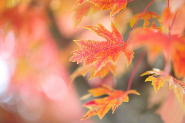 Feuilles rouge-jaune avec une belle sculpture