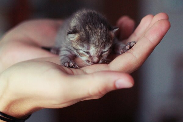 Pequeño gatito ciego en el brazo