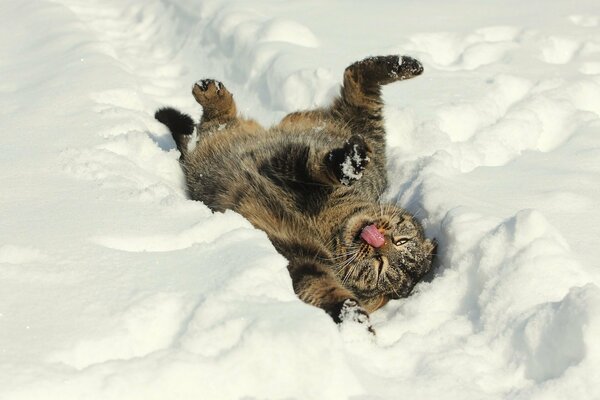 Happy cat lying in the snow