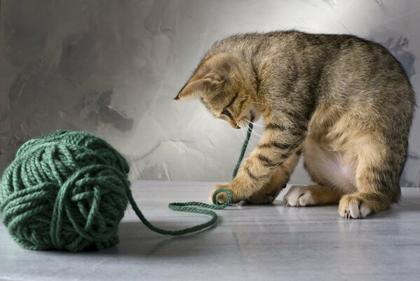 Rayas gatito juega con una maraña de hilos