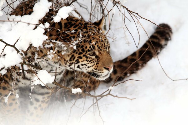 Un bellissimo giaguaro giace sulla neve