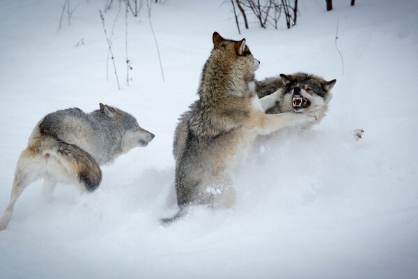 Combattere i predatori grigi in un campo invernale