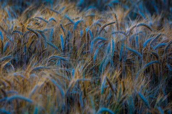 Spighe di grano alla luce della sera