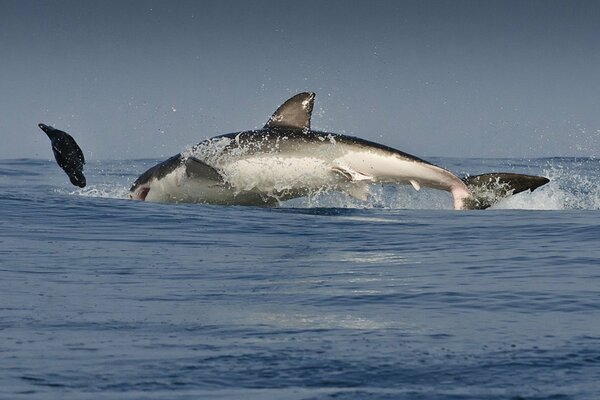 Tiburón depredador en busca de una víctima