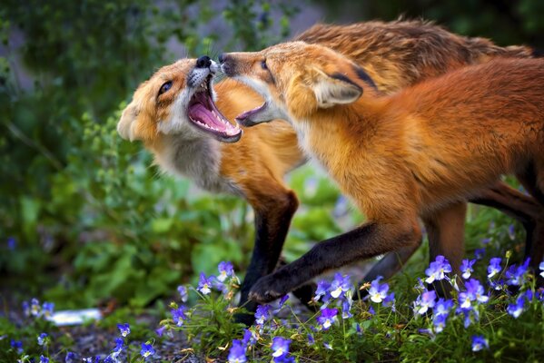 Deux renards dans la forêt avec des fleurs bleues