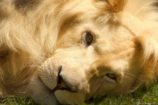 The lion lies on the grass and looks into the camera