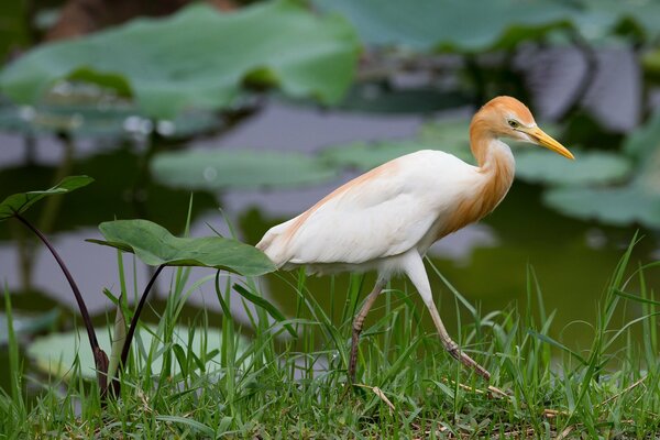 Pájaro egipcio Ibis en la hierba