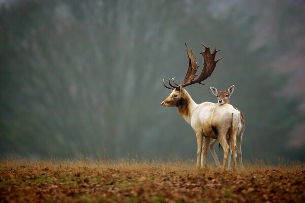 A deer with a fawn on the autumn landscape