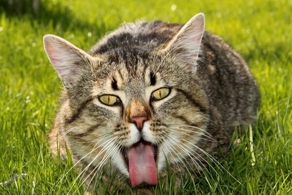 The cat on the grass shows his tongue