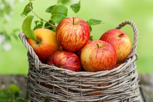 Belles pommes dans un panier