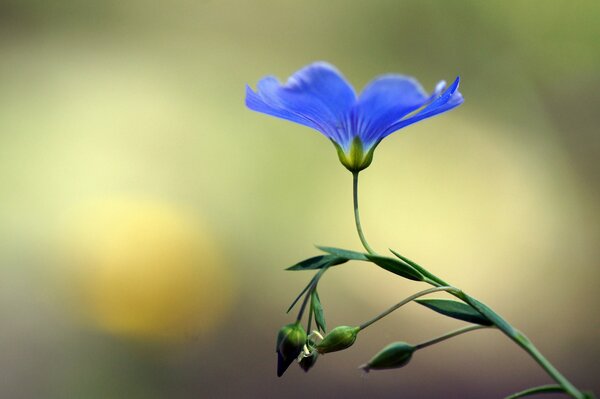 Flor de lino azul sobre fondo borroso