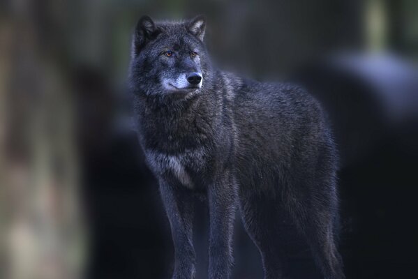 Grauer Wolf schaut auf verschwommenem Hintergrund zur Seite