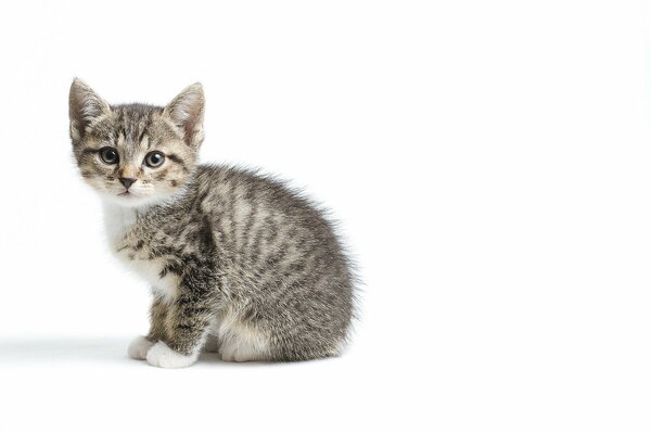 Piccolo gattino multicolore su sfondo bianco