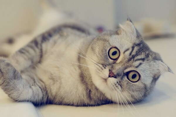 The languid look of the Scottish fold