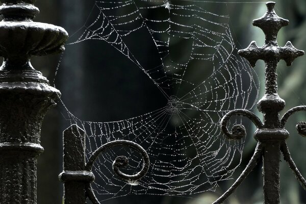 Gran telaraña en la cerca