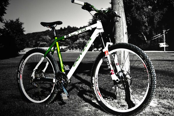 Photo sur fond noir et blanc près de l arbre est un vélo