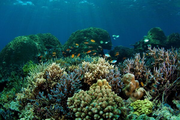 A flock of fish in a clearing of colorful corals