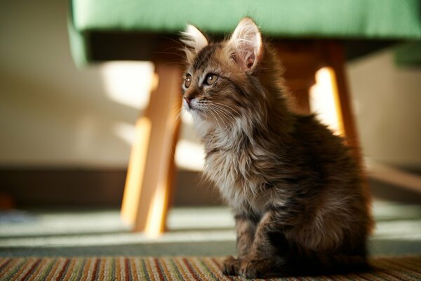 Gatito peludo con hermosos ojos